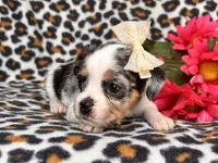 Quinn cookie, a female French Bulldog and Cockapoo for sale in Davenport, FL – 5 of 10