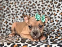 Stella, a female French Bulldog and American Pit Bull Terrier for sale in Davenport, FL – 7 of 10