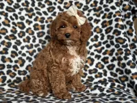 Georgia , a female Cavapoo and Poodle - Miniature  for sale in Davenport, FL – 9 of 10