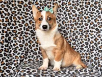 Hope-price reduced , a female Pembroke Welsh Corgi for sale in Davenport, FL – 8 of 9