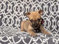 Scout, a male French Bulldog and American Pit Bull Terrier for sale in Davenport, FL – 2 of 8