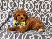 Romeo, a male Cavapoo and Poodle - Toy  for sale in Davenport, FL – 3 of 10
