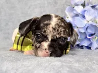 Moose, a male French Bulldog and Cockapoo for sale in Davenport, FL – 7 of 10