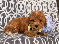 Romeo, a male Cavapoo and Poodle - Toy  for sale in Davenport, FL – 2 of 10