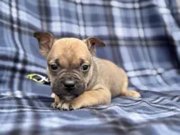 Scout, a male French Bulldog and American Pit Bull Terrier for sale in Davenport, FL – 2 of 10
