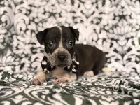 Radio , a male American Pit Bull Terrier and Cane Corso for sale in Davenport, FL – 4 of 9