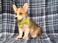 Jax , a male Pembroke Welsh Corgi for sale in Davenport, FL – 7 of 10