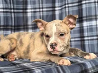Dagger-price reduced , a male French Bulldog and American Pit Bull Terrier for sale in Davenport, FL – 7 of 10