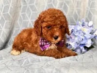 James, a male Cavapoo and Poodle - Toy  for sale in Davenport, FL – 2 of 10