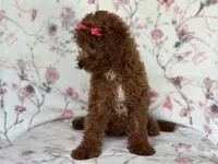 Mini-sale, a female Cavapoo and Poodle - Miniature  for sale in Davenport, FL – 5 of 10