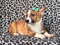 Hope-price reduced , a female Pembroke Welsh Corgi for sale in Davenport, FL – 9 of 9