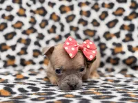 Stella, a female French Bulldog and American Pit Bull Terrier for sale in Davenport, FL – 9 of 10