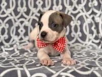 Rodeo , a male American Pit Bull Terrier and Cane Corso for sale in Davenport, FL – 10 of 10