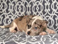 Charlie, a male French Bulldog and American Pit Bull Terrier for sale in Davenport, FL – 4 of 9