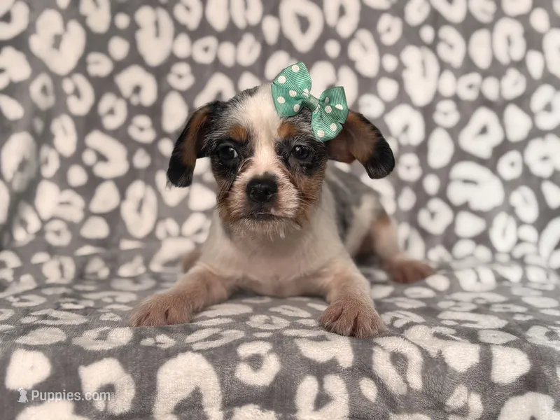 Quinn cookie – French Bulldog, Cockapoo puppy for sale in Davenport, FL