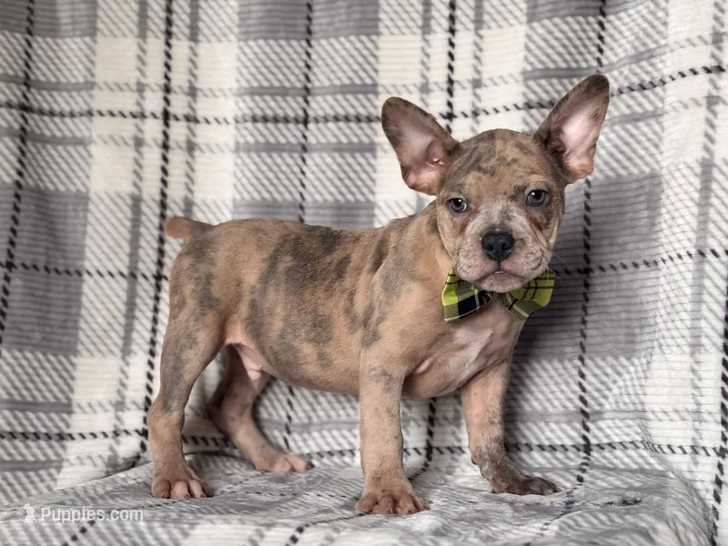 Tigger – French Bulldog, American Pit Bull Terrier puppy for sale in Davenport, FL