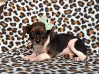 Beauty, a female French Bulldog and Cockapoo for sale in Davenport, FL – 5 of 10
