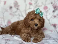 Joy, a female Cavapoo and Poodle - Miniature  for sale in Davenport, FL – 4 of 10