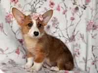 Hope, a female Pembroke Welsh Corgi for sale in Davenport, FL – 4 of 10