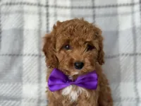 Brice, a male Cockapoo and Poodle - Toy  for sale in Davenport, FL – 4 of 10
