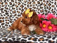 Vanessa , a female Cavapoo and Poodle - Toy  for sale in Davenport, FL – 4 of 10