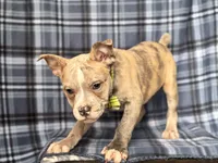 Dagger-price reduced , a male French Bulldog and American Pit Bull Terrier for sale in Davenport, FL – 5 of 10