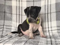 Radio , a male American Pit Bull Terrier and Cane Corso for sale in Davenport, FL – 5 of 10