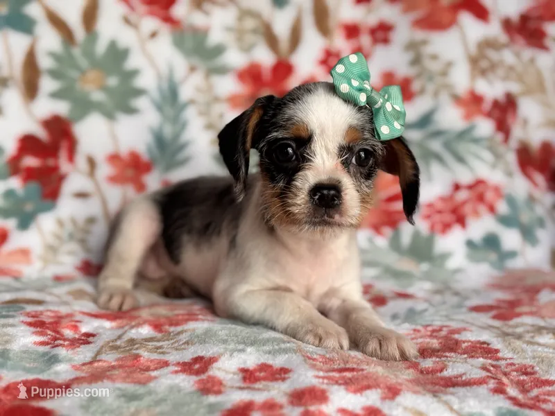 Quinn cookie – French Bulldog, Cockapoo puppy for sale in Davenport, FL