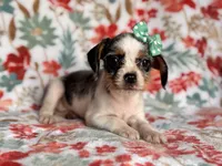 Quinn cookie, a female French Bulldog and Cockapoo for sale in Davenport, FL – 2 of 10