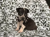 Radio , a male American Pit Bull Terrier and Cane Corso for sale in Davenport, FL – 8 of 9