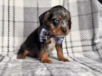 Squirrel, a male French Bulldog and Cockapoo for sale in Davenport, FL – 5 of 10