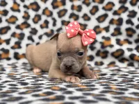 Stella, a female French Bulldog and American Pit Bull Terrier for sale in Davenport, FL – 10 of 10