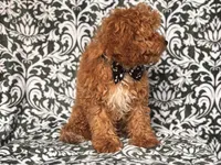 Romeo-price reduced , a male Cavapoo and Poodle - Toy  for sale in Davenport, FL – 4 of 10