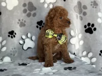 Jameson, a male Cavapoo and Poodle - Miniature  for sale in Davenport, FL – 4 of 7