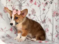Hope, a female Pembroke Welsh Corgi for sale in Davenport, FL – 5 of 10