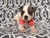 Rodeo , a male American Pit Bull Terrier and Cane Corso for sale in Davenport, FL – 4 of 10