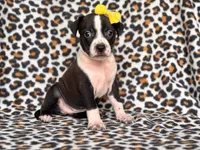 Reba, a female American Pit Bull Terrier and Cane Corso for sale in Davenport, FL – 4 of 10