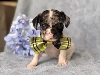 Moose, a male French Bulldog and Cockapoo for sale in Davenport, FL – 5 of 10