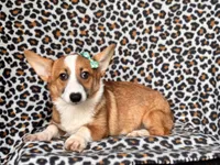 Hope-price reduced , a female Pembroke Welsh Corgi for sale in Davenport, FL – 5 of 9