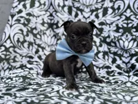 Camo, a male French Bulldog and American Pit Bull Terrier for sale in Davenport, FL – 3 of 10