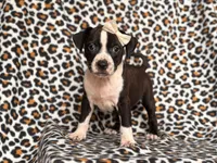 Reba, a female American Pit Bull Terrier and Cane Corso for sale in Davenport, FL – 6 of 10