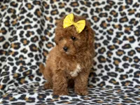 Hope, a female Cavapoo and Poodle - Toy  for sale in Davenport, FL – 8 of 9