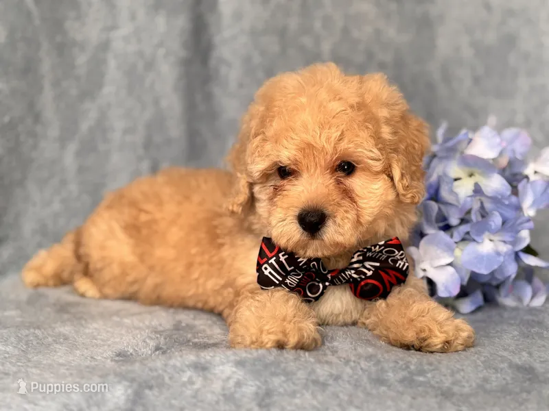 Danny – Poodle - Toy , Poodle - Miniature  puppy for sale in Davenport, FL