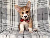 Luke , a male Pembroke Welsh Corgi for sale in Davenport, FL – 8 of 10