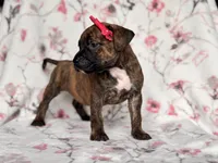 Opossum , a female American Pit Bull Terrier and Cane Corso for sale in Davenport, FL – 10 of 10