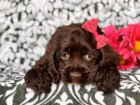 Jewel, a female Cocker Spaniel for sale in Davenport, FL – 8 of 10