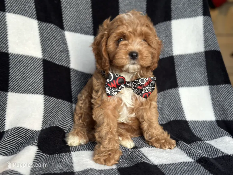 Curious-sale – Cavapoo, Poodle - Miniature  puppy for sale in Davenport, FL