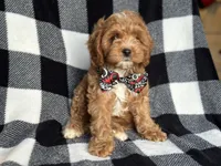 Curious, a male Cavapoo and Poodle - Miniature  for sale in Davenport, FL – 2 of 9