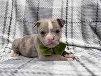 Dagger, a male French Bulldog and American Pit Bull Terrier for sale in Davenport, FL – 9 of 10