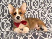 Max, a male Pembroke Welsh Corgi for sale in Davenport, FL – 3 of 10